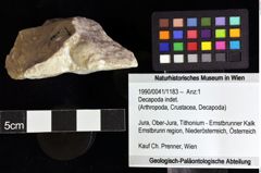 Foto (Objket + Etiketten) von Decapoda indet. 